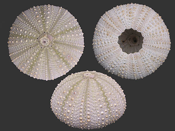 Mesocentrotus nudus